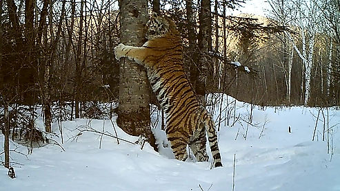 Tiger Ochkarik